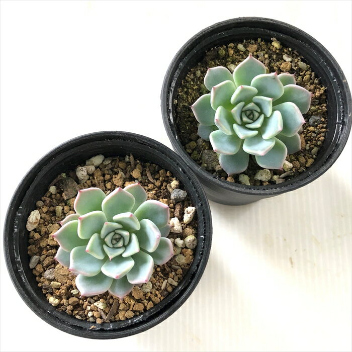 多肉植物 hxエケベリア 黒爪ザラゴーサ×沙羅姫牡丹 多肉植物 エケベリア 6cmポット