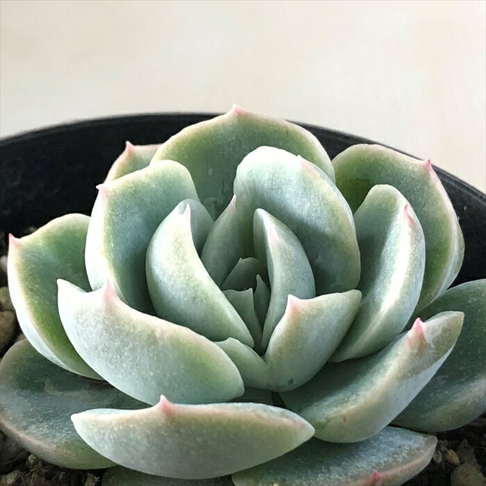 多肉植物 skエケベリア レモンベリー×チワワエンシス 多肉植物 エケベリア 7.5cmポットのサムネイル
