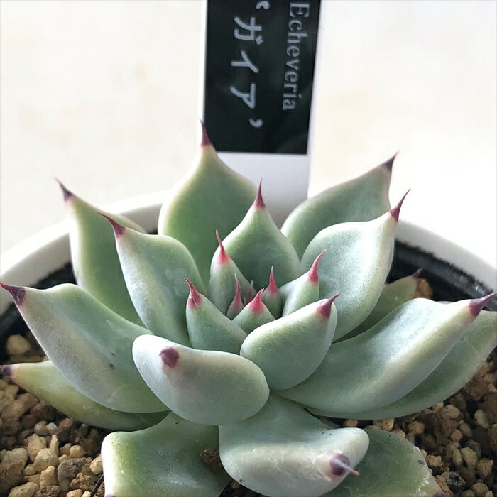 多肉植物 yukエケベリア ガイア 多肉植物 優木園さんの苗 送料無料 エケベリア 6cmポットのサムネイル