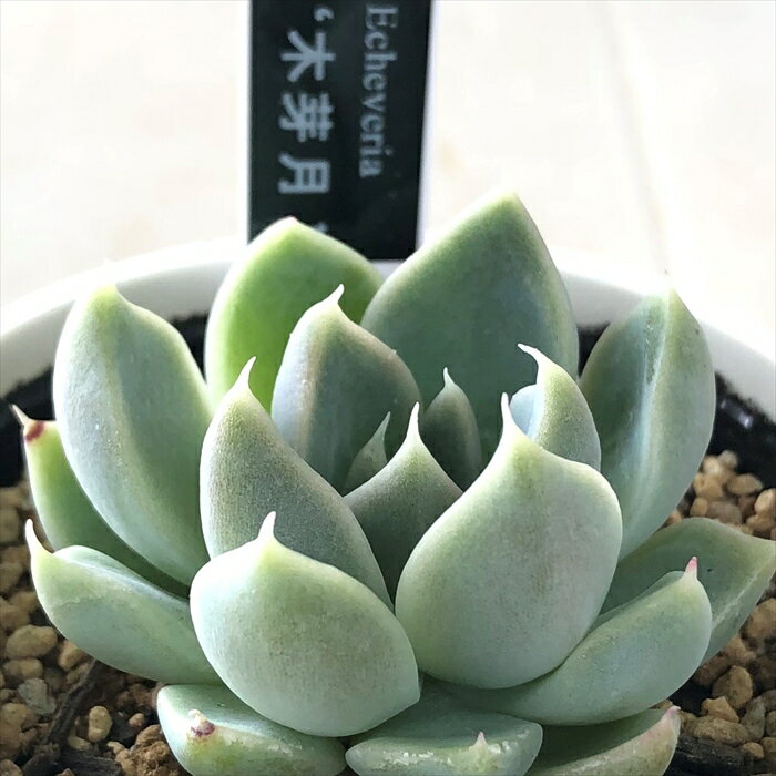 多肉植物 yukエケベリア 木芽月 多肉植物 優木園さんの苗 送料無料 エケベリア 6cmポットのサムネイル