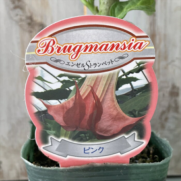 エンゼルトランペット ピンク 10.5cmポット エンジェルストランペット 花木 低木 熱帯植物 ガーデニングのサムネイル