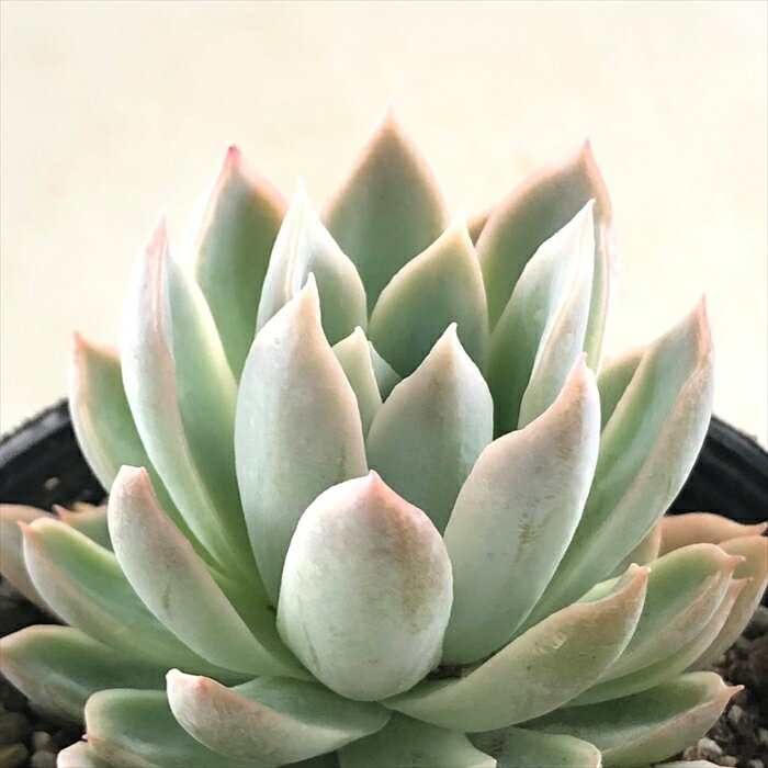 多肉植物 skエケベリア バイオレットクイーン 多肉植物 エケベリア 7.5cmポットのサムネイル