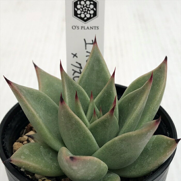 多肉植物 O’sエケベリア エボニー×クスピダータパラス 多肉植物 O’s PLANTS オーズプランツさん苗 送料無料 エケベリア 6cmポットのサムネイル