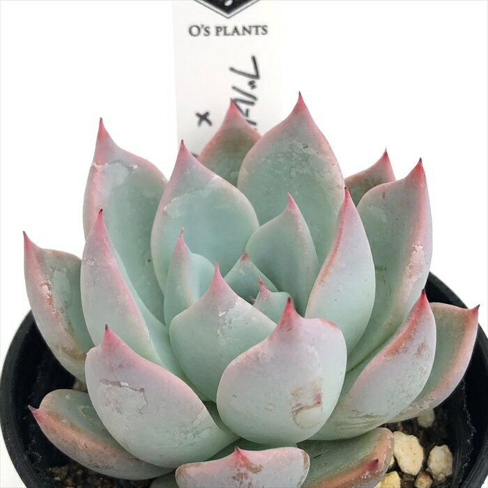 多肉植物 O’sエケベリア ブルーバード×クスピダータパラス 多肉植物 O’s PLANTS オーズプランツさん苗 送料無料 エケベリア 6cmポットのサムネイル