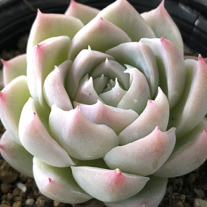 多肉植物 hmエケベリア アルバビューティー 多肉植物 エケベリア 6cmポットのサムネイル