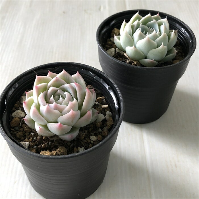 【楽天スーパーセール P5倍】 多肉植物 hmエケベリア アルバビューティー 多肉植物 エケベリア 6cmポット
