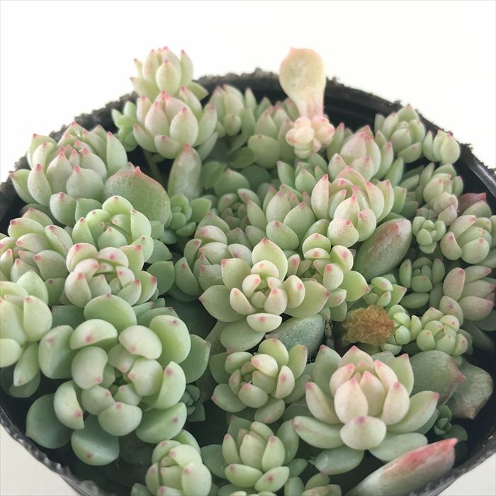 多肉植物 hmエケベリア ばらまきピンクローサ 多肉植物 エケベリア 6cmポットのサムネイル