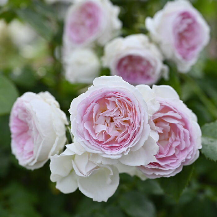予約販売 バラ苗 バラ大苗 デルバール クルールデラムール 品種登録出願中 四季咲き 薔薇 ばら 送料無料 ピンク hao 12月上旬以降発送のサムネイル