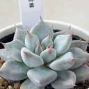 多肉植物 yukエケベリア 雪蜂 多肉植物 優木園さんの苗 送料無料 エケベリア 6cmポット