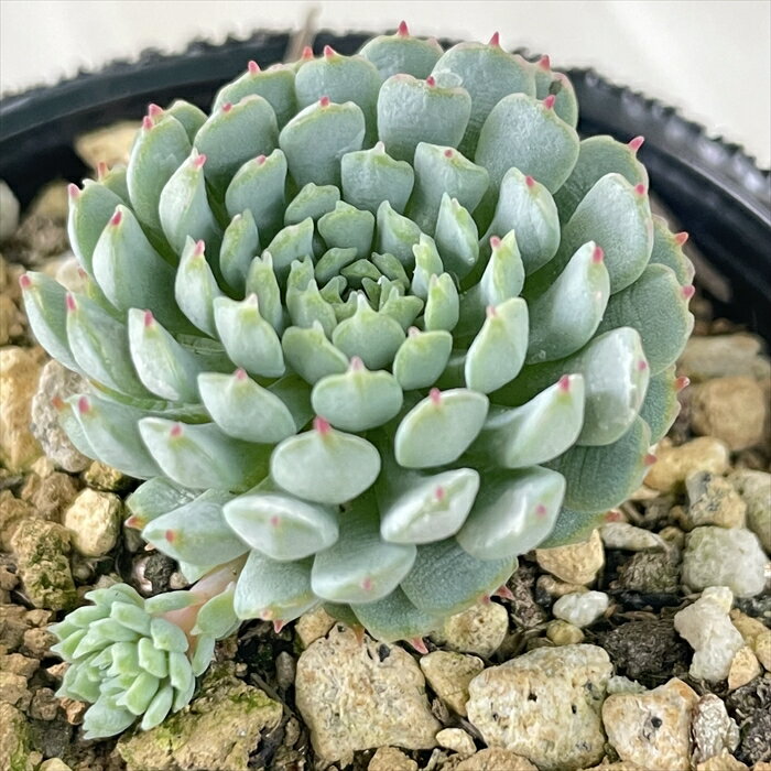多肉植物 hmエケベリア ビンセントカット グロブローサ 多肉植物 エケベリア ビンセントカトー 6cmポットのサムネイル