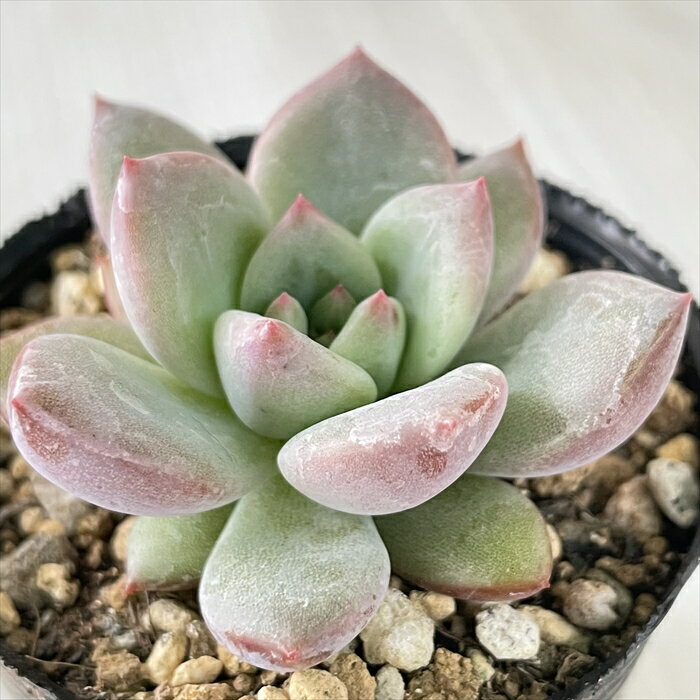 多肉植物 hmエケベリア ホワイトシャンペン 多肉植物 エケベリア 6cmポットのサムネイル