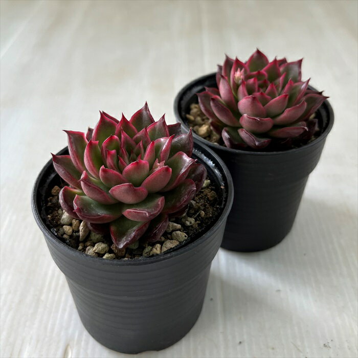多肉植物 hmエケベリア ファビオ 多肉植物 エケベリア 6cmポット