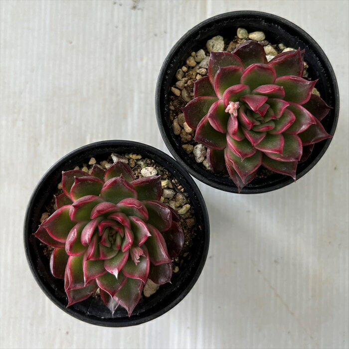 多肉植物 hmエケベリア ファビオ 多肉植物 エケベリア 6cmポット