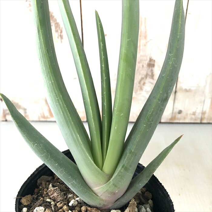 多肉植物 caアロエ…
