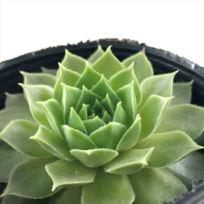 多肉植物 sfセンペ…