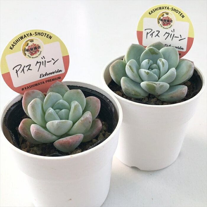 多肉植物 kswエケベリア アイスグリーン 柏屋商店さん苗 エケベリア 6cmポット