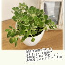 nihonkakiryuutuu:10000225のサンプル画像2
