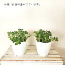 nihonkakiryuutuu:10000225のサンプル画像3