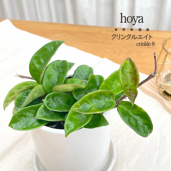 予約販売 観葉植物 ホヤ カルノーサ クリンクルエイト 10.5cmポット 観葉植物 小型 小さい 室内 贈り物 プレゼント インテリア おしゃれ grb 3月中旬以降発送のサムネイル
