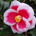 予約販売 西洋椿 タマアメリカーナ 12cmポット 開花予定株 つばき ツバキ 生け花 切り花 庭木 花木 aks 11月下旬以降発送(4)