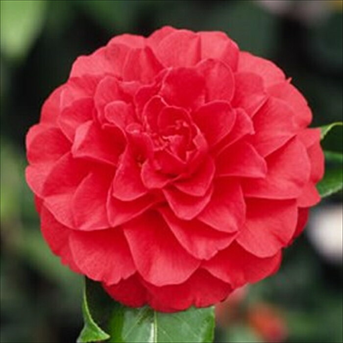 特徴 ツバキ科ツバキ属の常緑高木。 日本を代表する花木です。 光沢のある濃い緑の葉が特徴。 花色、花形、葉の形など、いろいろな品種が栽培されています。 開花時期は11月〜12月、2月〜4月。（品種により異なります） 挿し木苗となります。 開花見込の3年生充実株のお届けです。 管理方法 【置き場所・日当たり】 耐寒性・耐暑性に強いため日陰でも育ちます。 土壌を選びませんが、水はけのよい土を好みます。 厳寒期は鉢植えのまま軒下で管理すると良いでしょう。 翌春の開花後、お花を楽しんだ後に植え付けます。 【水やり】 4月から9月までは十分に与えて下さい。 特に、根の張りが遅くなる鉢植えは、乾燥によるダメージが大きいため、土の表面が乾いたらたっぷり水やりをしてください。 【肥料】 冬に有機質肥料または緩効性の化成肥料を寒肥として施してください。 秋にも置き肥をしておくとつぼみが充実します。 アルカリ性の肥料は葉が黄色く弱るため、施さないようにしてください。 サイズ・その他 12cmポット 1ポット ※写真はお届けイメージです。 ※適切な高さにカットして発送する事がございます。 ※樹形・大きさには個体差がございますのでご了承の上お買い上げください。 注意点 ※ご予約苗につきましては、植物のため生育不良等の理由で商品の準備ができない場合がございます。 ※発送時期が異なる商品とは同梱できません。 ※各商品ページに記載の発送時期をご確認の上ご注文下さい。　