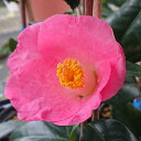 予約販売 一重咲き椿 意宇の里 12cmポット 開花予定株 つばき ツバキ 生け花 切り花 庭木 花木 aks 11月下旬以降発送(4)