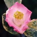 予約販売 一重咲き椿 素粧 12cmポット 開花予定株 つばき ツバキ 生け花 切り花 庭木 花木 aks 11月下旬以降発送(4)
