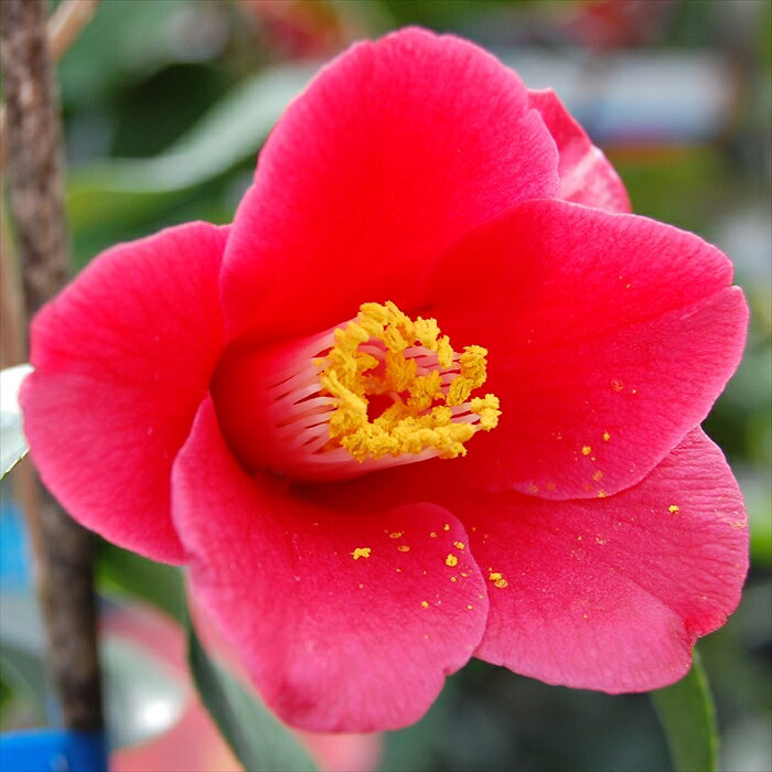 特徴 ツバキ科ツバキ属の常緑高木。 日本を代表する花木です。 光沢のある濃い緑の葉が特徴。 花色、花形、葉の形など、いろいろな品種が栽培されています。 開花時期は11月〜12月、2月〜4月。（品種により異なります） 挿し木苗となります。 開花見込の3年生充実株のお届けです。 管理方法 【置き場所・日当たり】 耐寒性・耐暑性に強いため日陰でも育ちます。 土壌を選びませんが、水はけのよい土を好みます。 厳寒期は鉢植えのまま軒下で管理すると良いでしょう。 翌春の開花後、お花を楽しんだ後に植え付けます。 【水やり】 4月から9月までは十分に与えて下さい。 特に、根の張りが遅くなる鉢植えは、乾燥によるダメージが大きいため、土の表面が乾いたらたっぷり水やりをしてください。 【肥料】 冬に有機質肥料または緩効性の化成肥料を寒肥として施してください。 秋にも置き肥をしておくとつぼみが充実します。 アルカリ性の肥料は葉が黄色く弱るため、施さないようにしてください。 サイズ・その他 12cmポット 1ポット ※写真はお届けイメージです。 ※適切な高さにカットして発送する事がございます。 ※樹形・大きさには個体差がございますのでご了承の上お買い上げください。 注意点 ※ご予約苗につきましては、植物のため生育不良等の理由で商品の準備ができない場合がございます。 ※発送時期が異なる商品とは同梱できません。 ※各商品ページに記載の発送時期をご確認の上ご注文下さい。　
