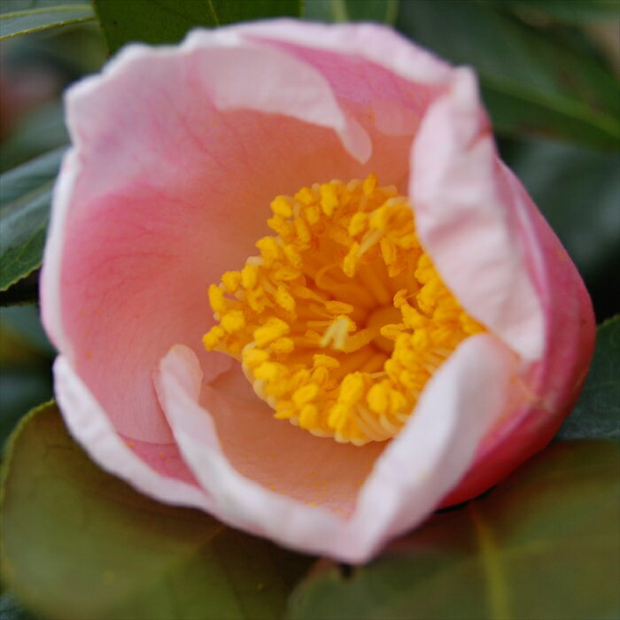 予約販売 一重咲き椿 西王母 9cmポット 椿 つばき ツバキ 生け花 切り花 庭木 花木 akq 2月下旬以降発送