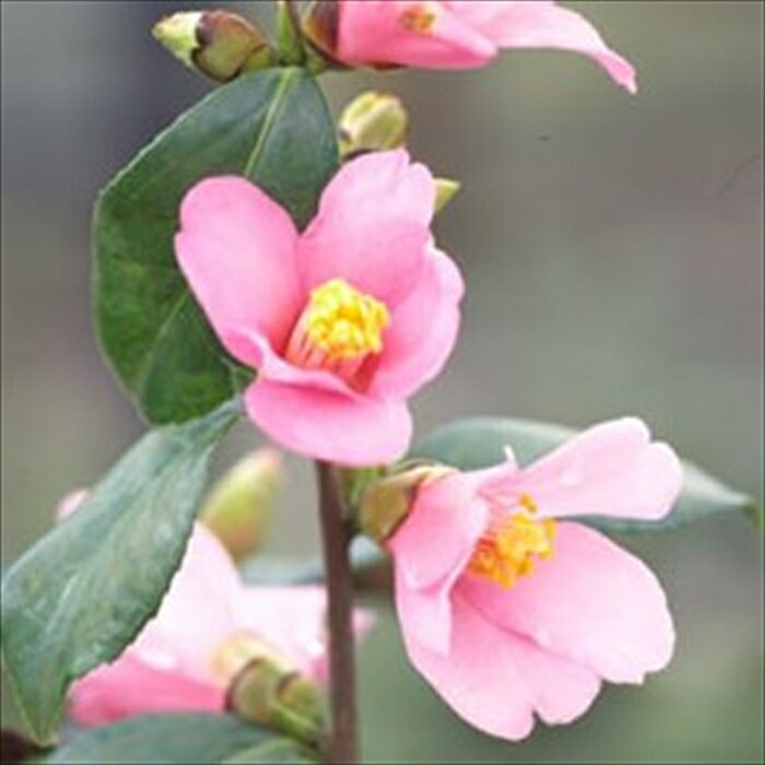 予約販売 一重咲き椿 ひな桜 9cmポット 椿 つばき ツバキ 生け花 切り花 庭木 花木 akq 2月下旬以降発送