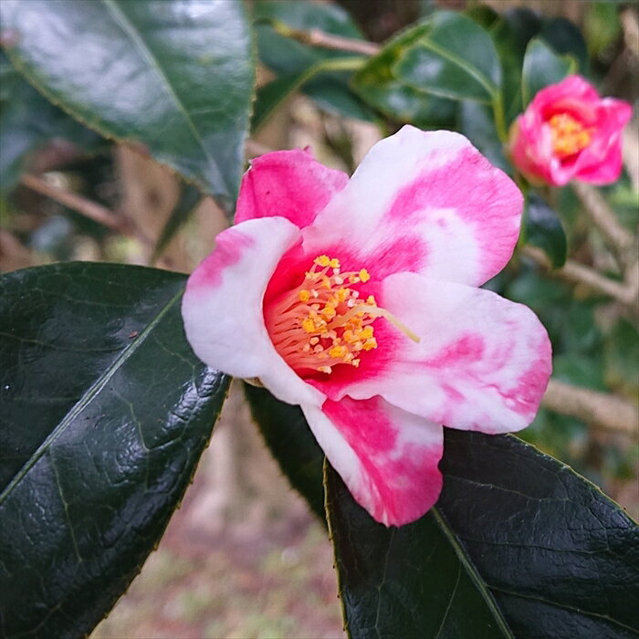 予約販売 侘助椿 胡蝶侘助 9cmポット 椿 つばき ツバキ 生け花 切り花 庭木 花木 akq 2月下旬以降発送