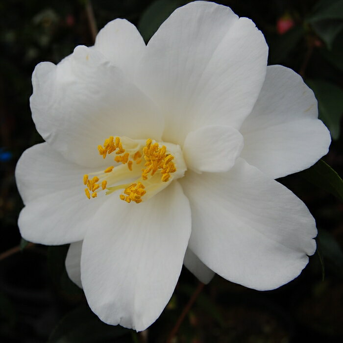 予約販売 八重咲き椿 都鳥 9cmポット 椿 つばき ツバキ 生け花 切り花 庭木 花木 akq 2月下旬以降発送