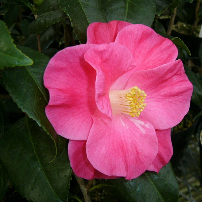 予約販売 八重咲き椿 紅あかり 9cmポット 椿 つばき ツバキ 生け花 切り花 庭木 花木 akq 2月下旬以降..