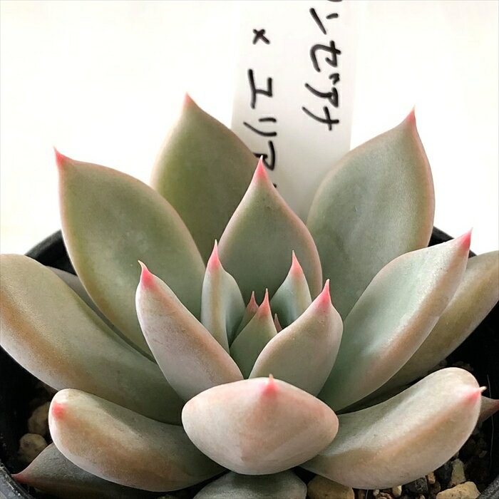 多肉植物 O’sエケベリア リンゼアナ×ユリアナ 多肉植物 O’s PLANTS オーズプランツさん苗 送料無料 エケベリア 6cmポットのサムネイル