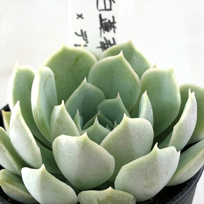 多肉植物 O’sエケベリア 白蓮華×デレッセーナ 多肉植物 O’s PLANTS オーズプランツさん苗 送料無料 エケベリア 6cmポットのサムネイル