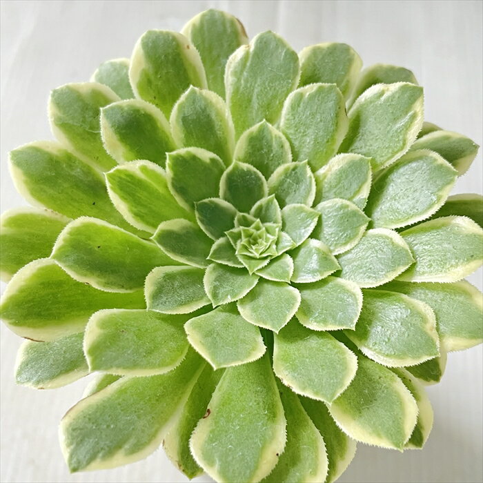 多肉植物 sbアエオニウム エメラルドアイス 多肉植物 アエオニウム 7.5cmポットのサムネイル