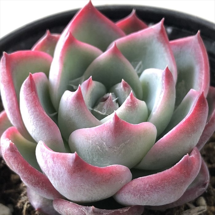 多肉植物 hmエケベリア ソウルハート 多肉植物 エケベリア 6cmポットのサムネイル