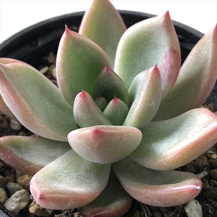 多肉植物 hmエケベリア レッドワイン 多肉植物 エケベリア 6cmポットのサムネイル