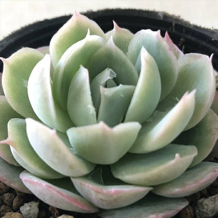 多肉植物 hmエケベリア ゴールデンローズ 多肉植物 エケベリア 6cmポットのサムネイル