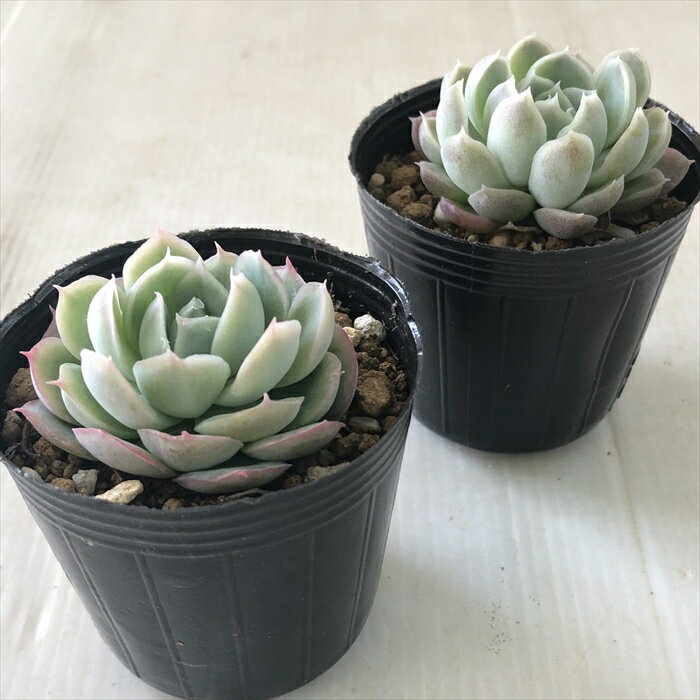【楽天スーパーセール P5倍】 多肉植物 hmエケベリア ゴールデンローズ 多肉植物 エケベリア 6cmポット