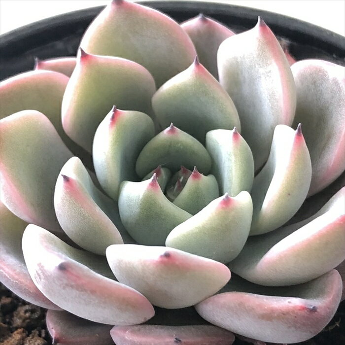 多肉植物 hmエケベリア シルキーオリオン×黒爪ザラゴーサ 多肉植物 エケベリア 6cmポットのサムネイル