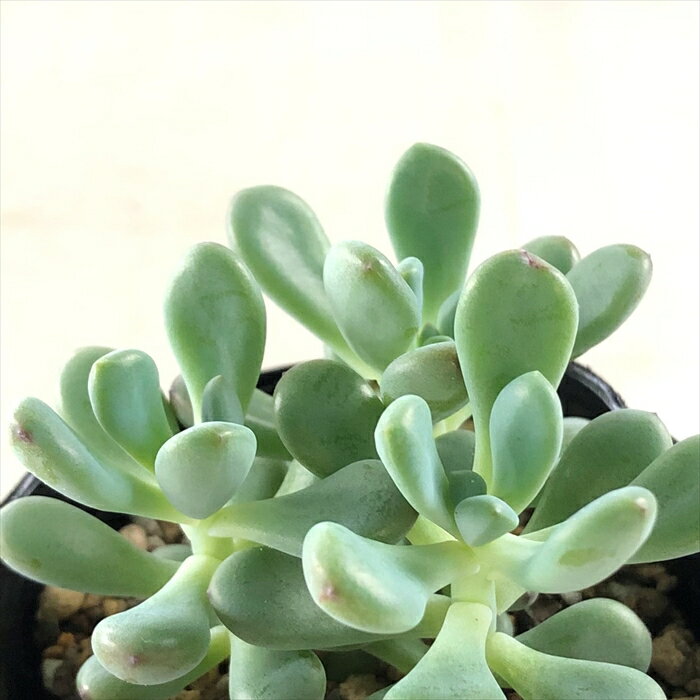 多肉植物 seセダム コミックトム2 多肉植物 セダム 7.5cmポットのサムネイル