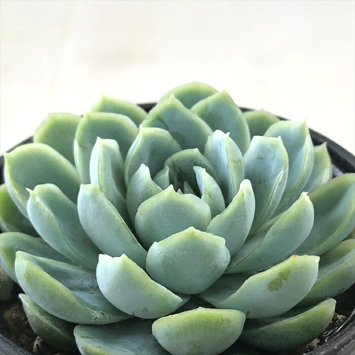 多肉植物 hmエケベリア エレガンス 多肉植物 エケベリア 6cmポットのサムネイル