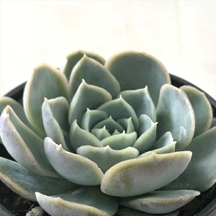 多肉植物 hmエケベリア ルイーズ 多肉植物 エケベリア 6cmポットのサムネイル