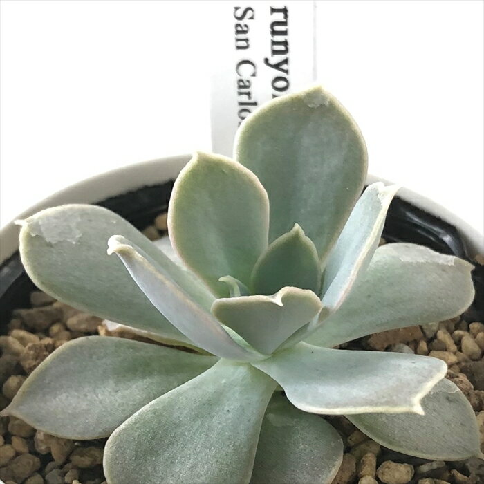 多肉植物 yukエケベリア runyonii San Carlos 実生 多肉植物 優木園さんの苗  ...