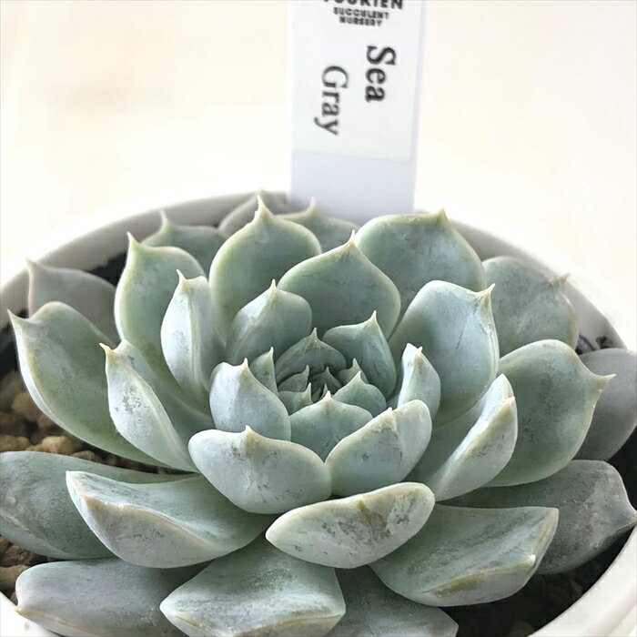 多肉植物 yukエケベリア Sea Gray 多肉植物 優木園さんの苗 エケベリア 6cmポットのサムネイル