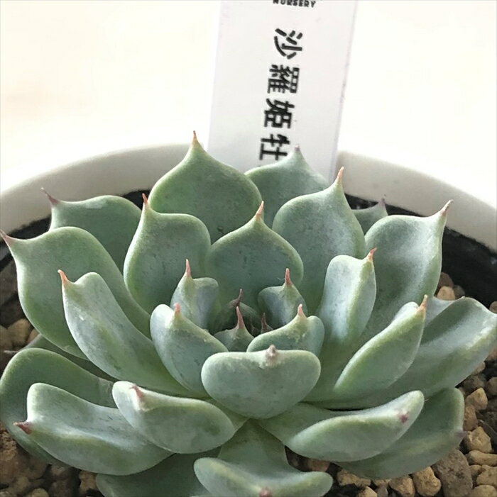 多肉植物 yukエケベリア 沙羅姫牡丹 多肉植物 優木園さんの苗 エケベリア 6cmポットのサムネイル