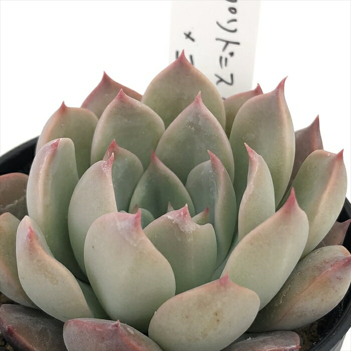 多肉植物 O’sエケベリア プリドニスグリーンフォーム×ユリアナ A1 多肉植物 O’s PLANTS オーズプランツさん苗 送料無料 エケベリア 6cmポットのサムネイル
