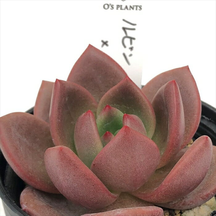 多肉植物 O’sエケベリア ルビン×ラウイ 多肉植物 O’s PLANTS オーズプランツさん苗 送料無料 エケベリア 6cmポットのサムネイル