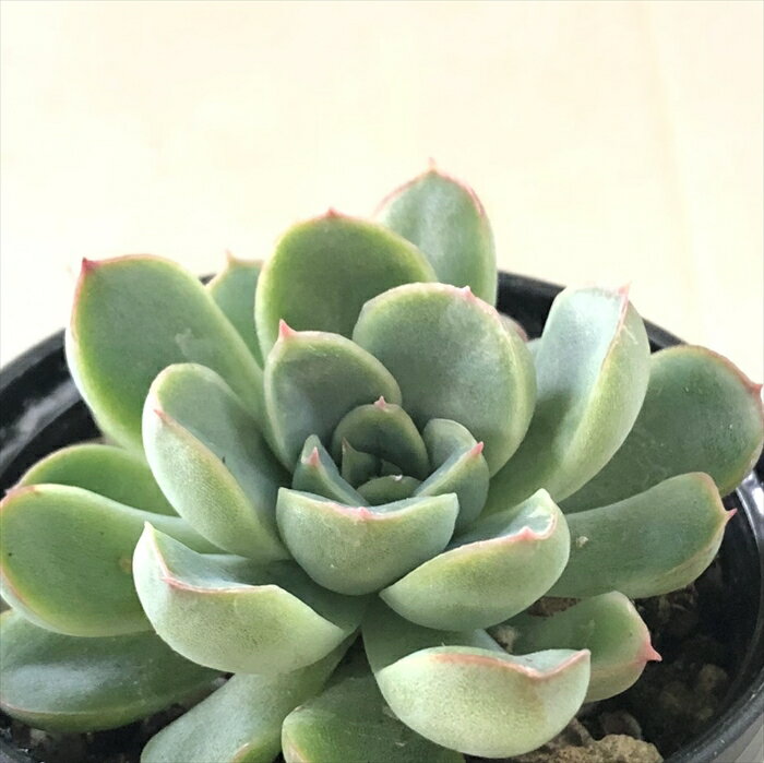 多肉植物 hmエケベリア 花うらら×エレガンス 多肉植物 エケベリア 6cmポットのサムネイル